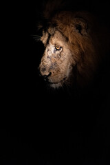 A Male Lion seen on a safari in South Africa