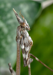 Close up of pair of Beautiful European mantis ( Mantis religiosa )

