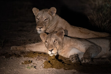 Lions seen rolling in fresh Elephant dung on a night safari in South Africa