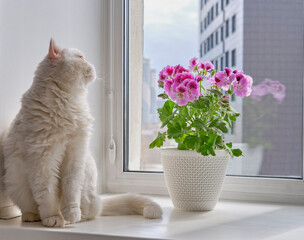 Blooming houseplant in a pot Pelargonium regal and a cute cat on a windowsill in a city apartment.