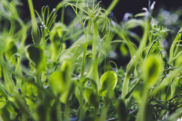 Young pea sprouts, natural green background - 426193444