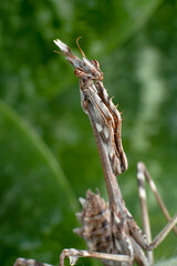 Close up of pair of Beautiful European mantis ( Mantis religiosa )

