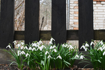 Early spring snowdrops growing at wooden fence in the garden