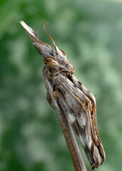 Close up of pair of Beautiful European mantis ( Mantis religiosa )

