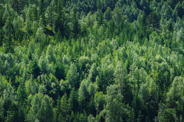Green tree forest panorama in Norway