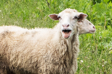 Fototapeta premium Two sheep stand side by side on a green field of grass. Sheep stand close as if one sheep with two heads