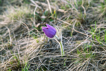 The spring flower grows under the melted snow. Purple snowdrop growing on spring soil