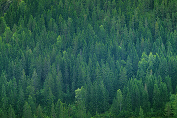 Green tree forest panorama in Norway