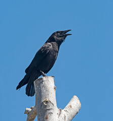Crow calling from atop barren tree