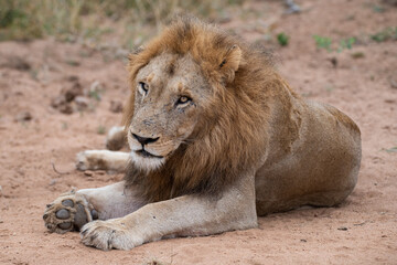 A Male Lion seen on a safari in South Africa