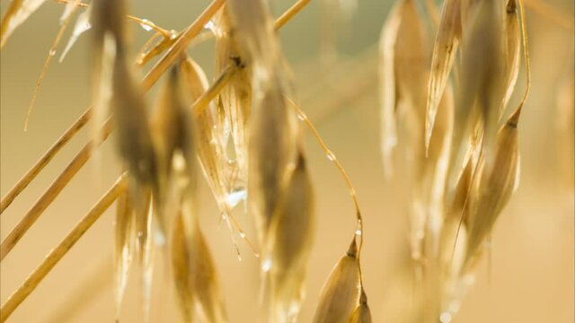 Close-up slider shot of beautiful ripe spikelets of oats swaying in the summer morning wind with dew drops. Healthy and tasty food concept. Cereals concept