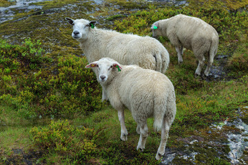Fototapeta na wymiar Sheep in the green summer mountain forest in Norway