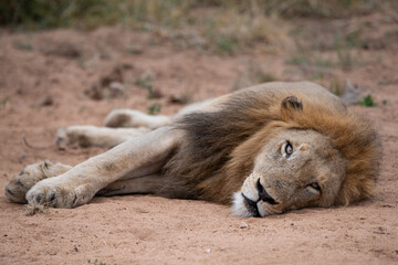 A Male Lion seen on a safari in South Africa