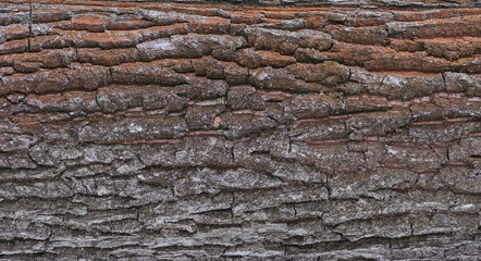 Embossed texture of oak bark. Close-up. High quality photo