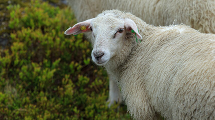 Sheep in the green summer mountain forest in Norway