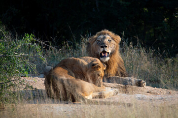 A Mating pair of lions seen on a safari in South Africa