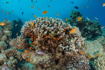 Coral reef and water plants in the Red Sea, Eilat Israel
