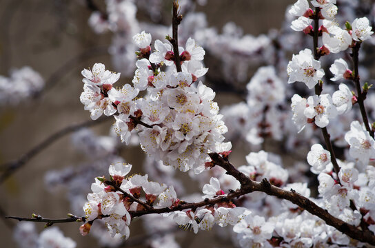Apricot blossom tree in spring, white apricot blossoms