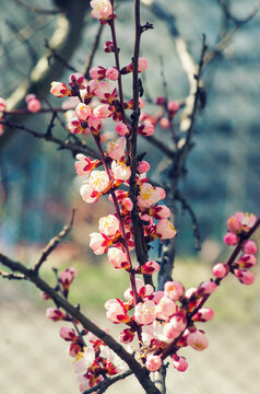 cherry blossom tree, pink flowers in spring