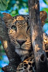 A Male Leopard seen on a Safari in South Africa