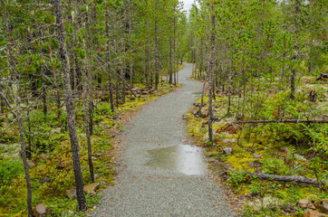 Fragment of Nita Lake Trail in Whistler, Vancouver, Canada.