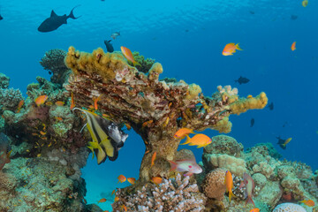 Coral reef and water plants in the Red Sea, Eilat Israel
