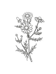 Vector Chamomile sketch. Botanical engraved art daisy flowers. Matricaria chamomilla medicinal plant hand drawn illustration. 