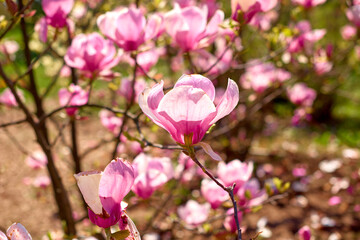 pink magnolias are fading in spring botanical garden. Chinese Magnolia pink blossom with tulip-shaped flowers in spring garden