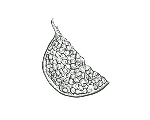 Garnet fruit vector sketch illustration. Sketch Pomegranate fruit cutaway, a piece of pomegranate, isolated engraved sign. 