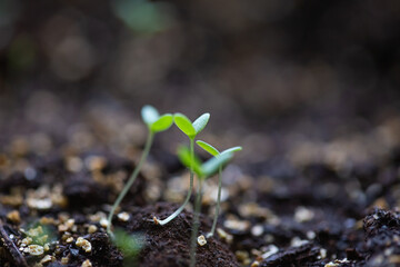 Close-up on the first leaves of seedlings in pots on a windowsill