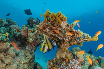 Coral reef and water plants in the Red Sea, Eilat Israel
