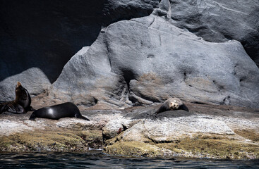 Wild sea lions lying on a rock in the gulf of mexico
