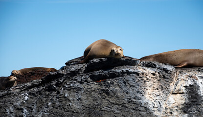 Sea lion lying on a rock in the gulf of mexico. 