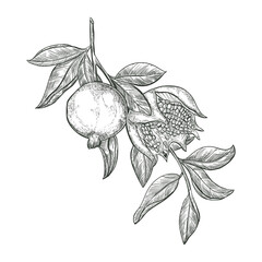 Sketch Pomegranate fruits on a branch, isolated engraved sign. Garnet ripe fruit vector sketch illustration. 