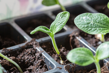 Close-up of the first leaves of seedlings in pots on a windowsill
