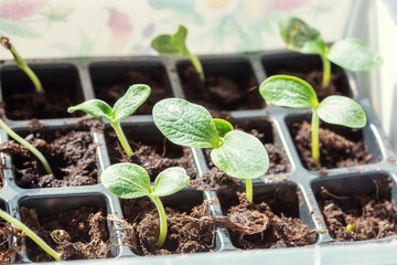 Close-up of the first leaves of seedlings in pots on a windowsill