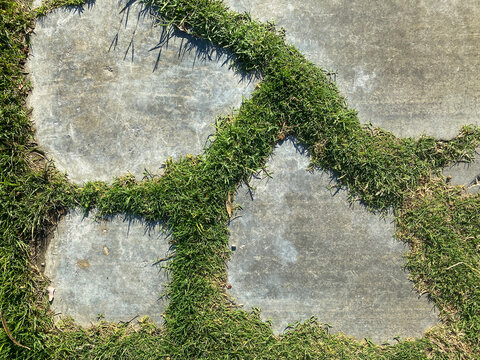 Green Grass Growing Between Cracks In Concrete Sidewalk Driveway Pavement Overhead View