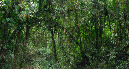 green rainforest background