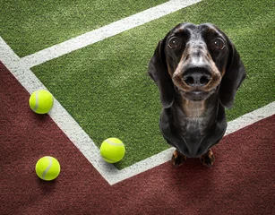 Foto op Plexiglas Grappige hond tennisser hond