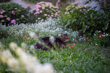 flowers and cat