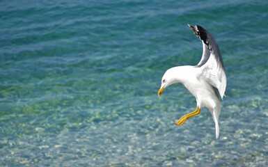 Fototapeta na wymiar Seagull jumping in the sea and spread wings 