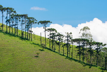 Obraz premium landscape with araucaria trees and mountains and blue sky