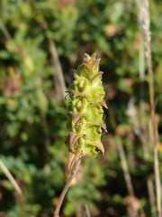 Portrait de différente plantes grasses sauvages