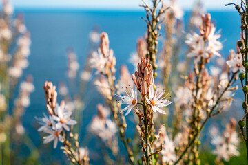 The blossoming white wild flowers near the sea in Antalya