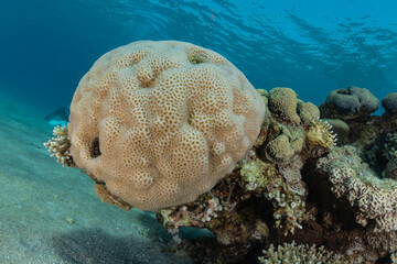 Coral reef and water plants in the Red Sea, Eilat Israel
