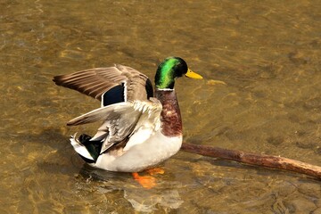 Mallard drake bathing in the creek 