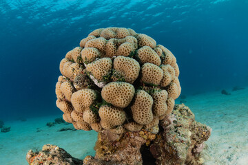 Coral reef and water plants in the Red Sea, Eilat Israel
