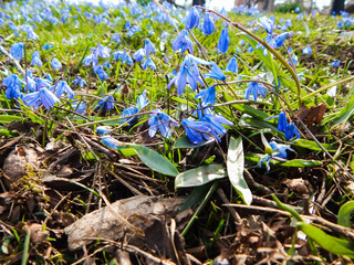 blue primroses, blooming in the spring in the green grass