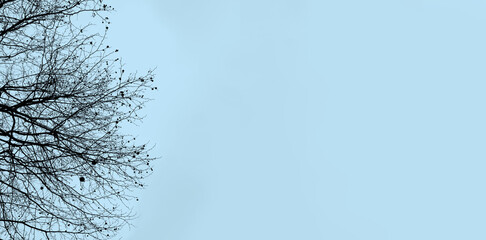 abstract background banner - blue lights with branches and balls of sycamore, empty basis for the designer with sparkles, postcard, long panorama