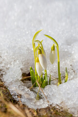 The first spring flowers of snowdrops make their way to the sun